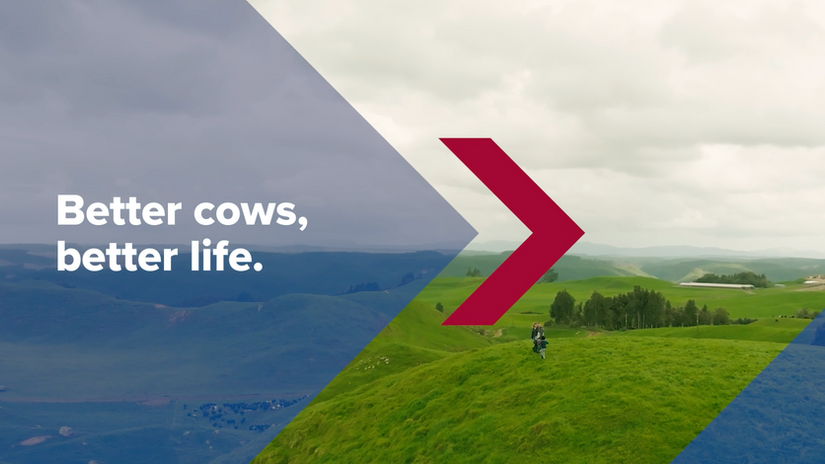 CRV - Better cows, better life